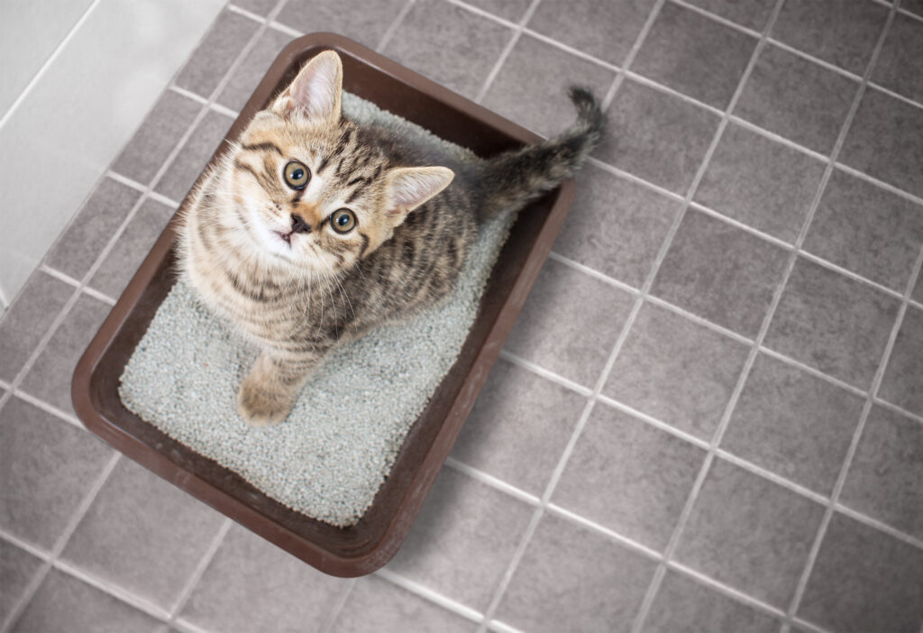 How to Train Your Cat to Use the Litter Box 3 66a7e4a1e1f67cefa28cbfe8 image asset