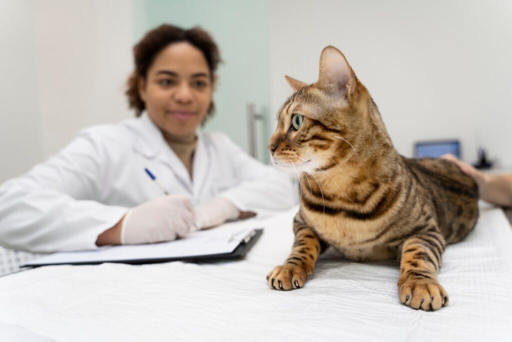 Why Monitoring Your Cat's Health is Important 2 66a7eea8eeb7596589b10cab close up veterinarian filling document 23 2149304268